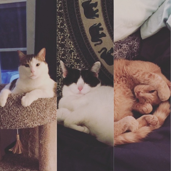 Proud Cat Mom 💕 - Picture 7 of 7